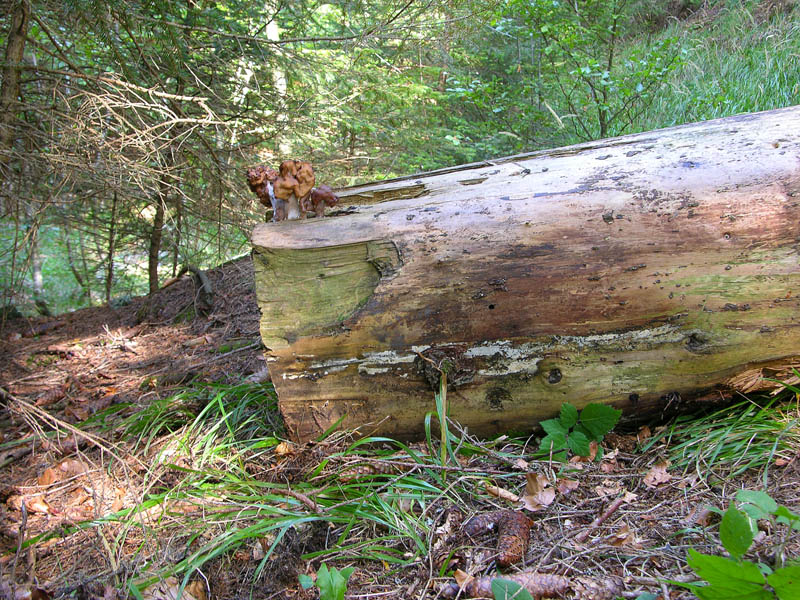 Gyromitra infula.